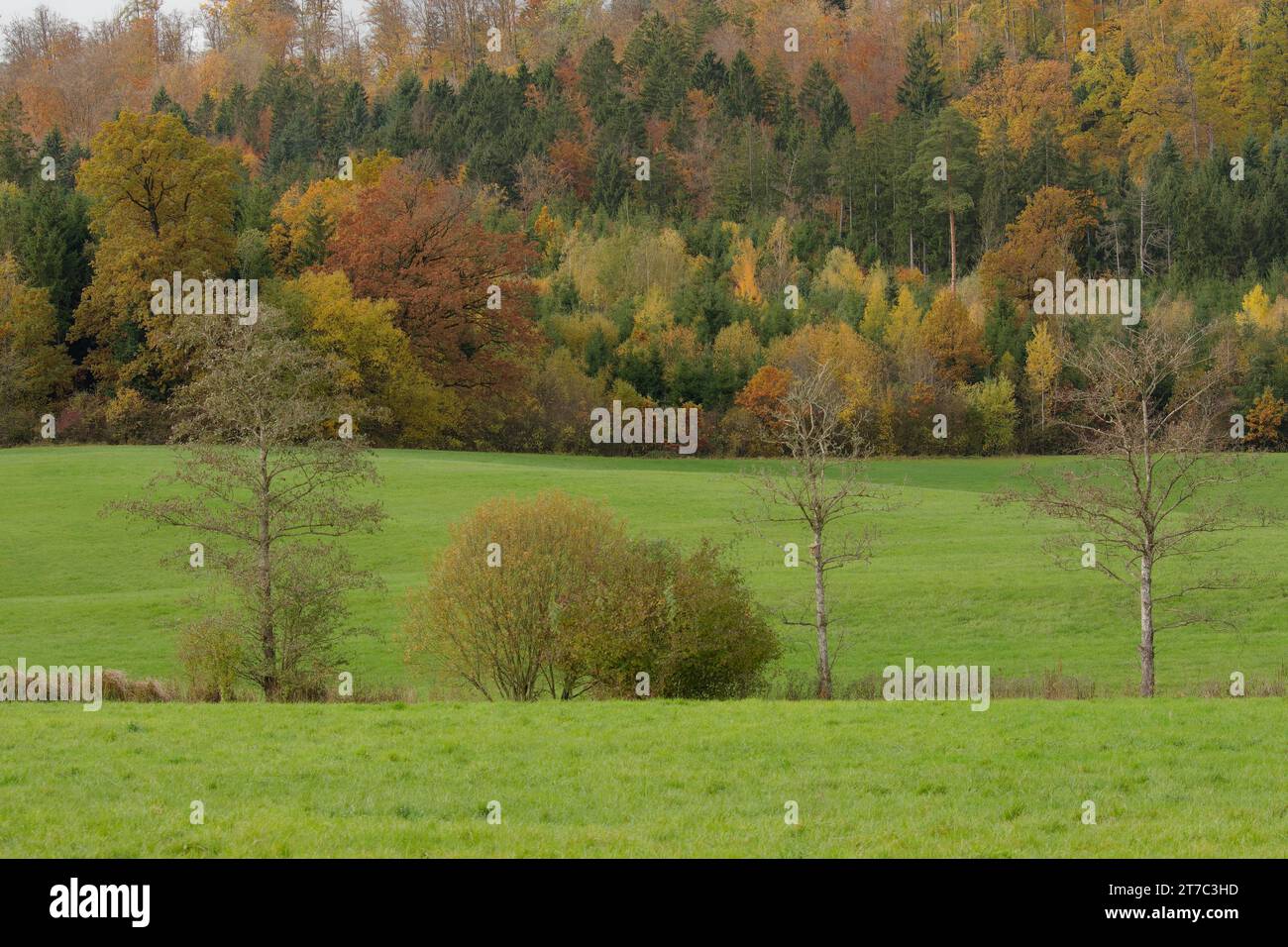 Tempo autunnale ai piedi del Mainhardter Wald, Schwaebisch Hall-Bibersfeld, Bibersfeld, Bibers, Kochertal, Mainhardter Wald, Naturpark Foto Stock
