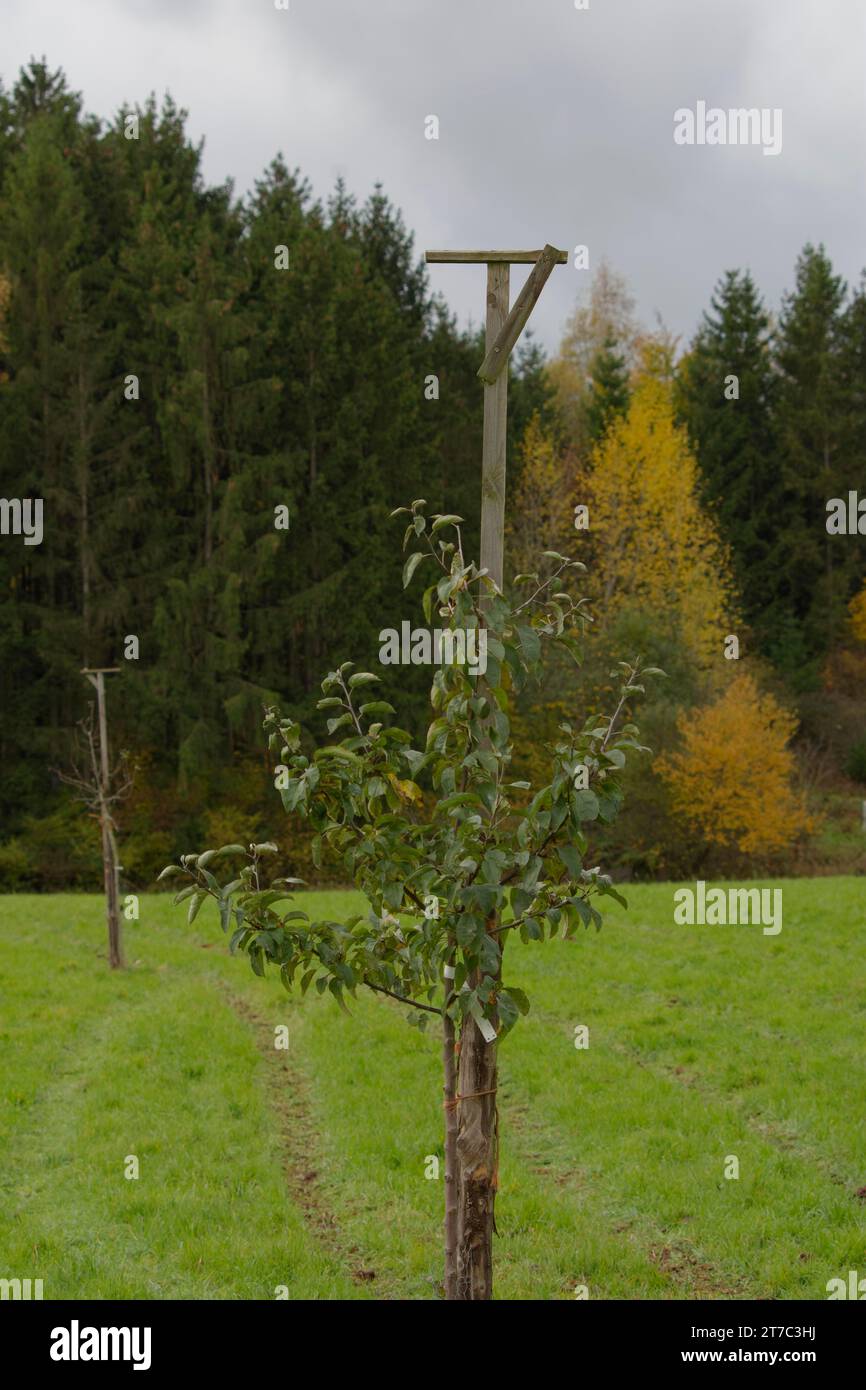 Persico per rapaci, Schwaebisch Hall-Bibersfeld, Bibersfeld, Mainhardter Wald, Naturpark Schwaebisch-Fraenkischer Wald, Hohenlohe Foto Stock