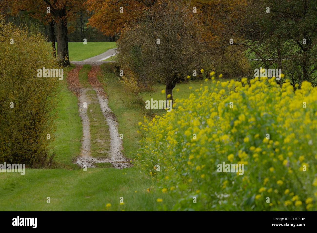 Passeggiata autunnale lungo il bordo di un campo di senape, Schwaebisch Hall-Bibersfeld, Bibersfeld, Mainhardter Wald, Naturpark Foto Stock