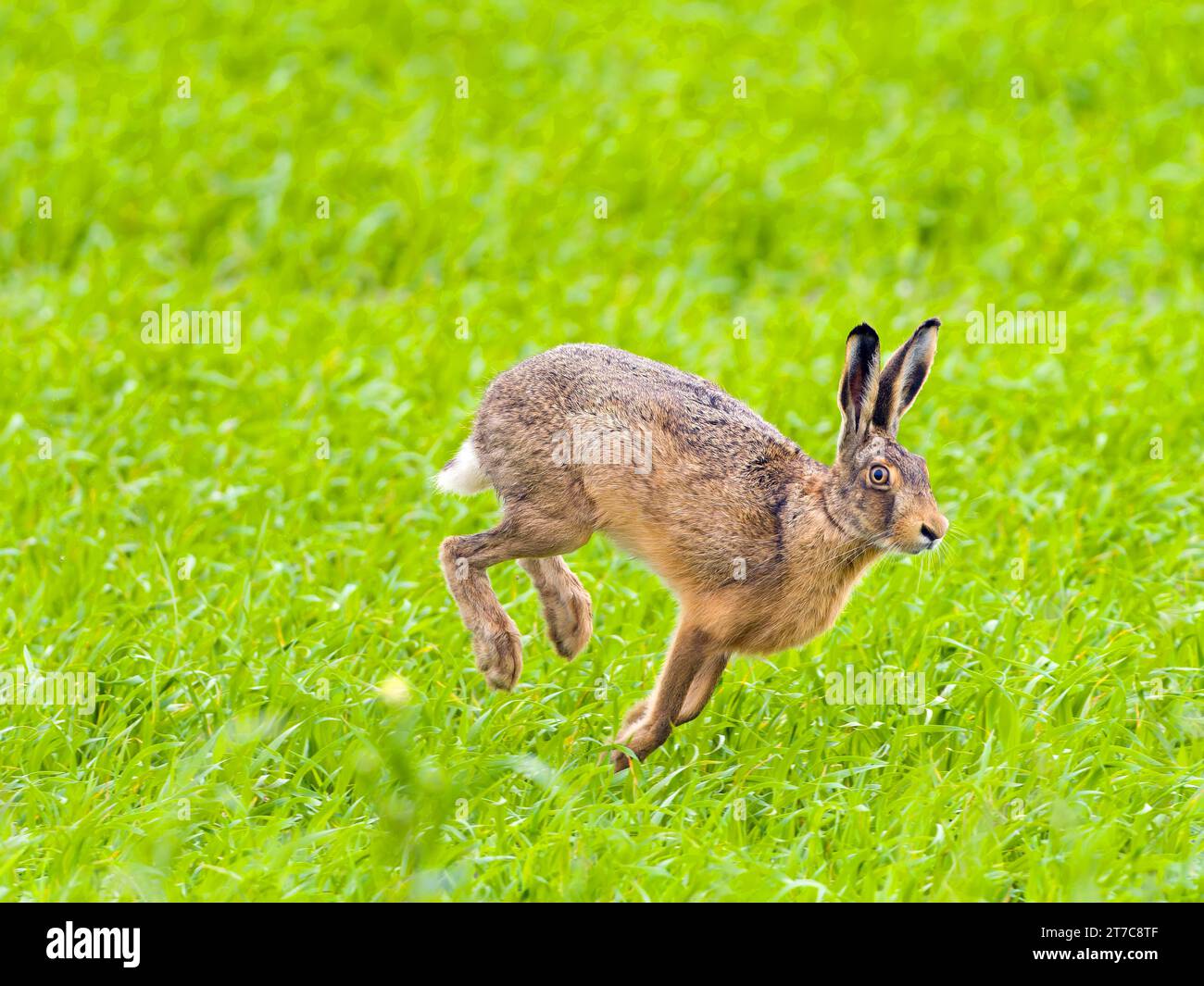 Lepre europea (Lepus europaeus), Running, Texel Island, Paesi Bassi Foto Stock