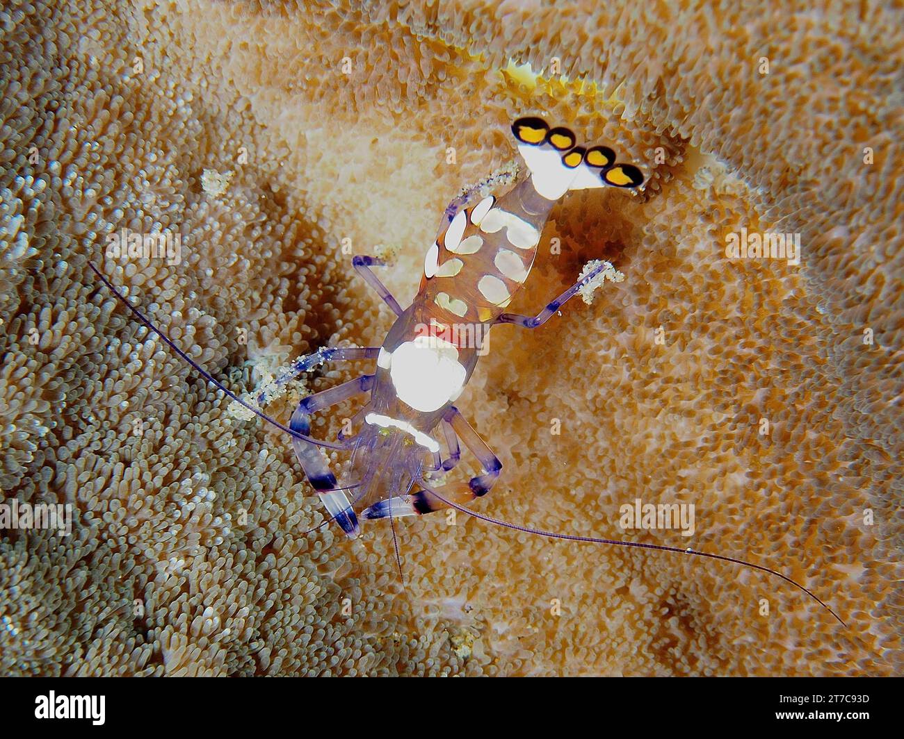 Gamberetti anemoni con gli occhi di pavone (Ancylocaris brevicarpalis) su un anemone tappeto, sito di immersione del Parco Nazionale della Baia di Sodwana, riserva marina di Maputaland, KwaZulu Foto Stock