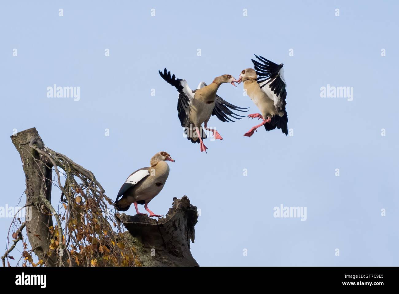 Combattimento aereo di due oca egiziane (Alopochen aegyptiacus), Assia, Germania Foto Stock