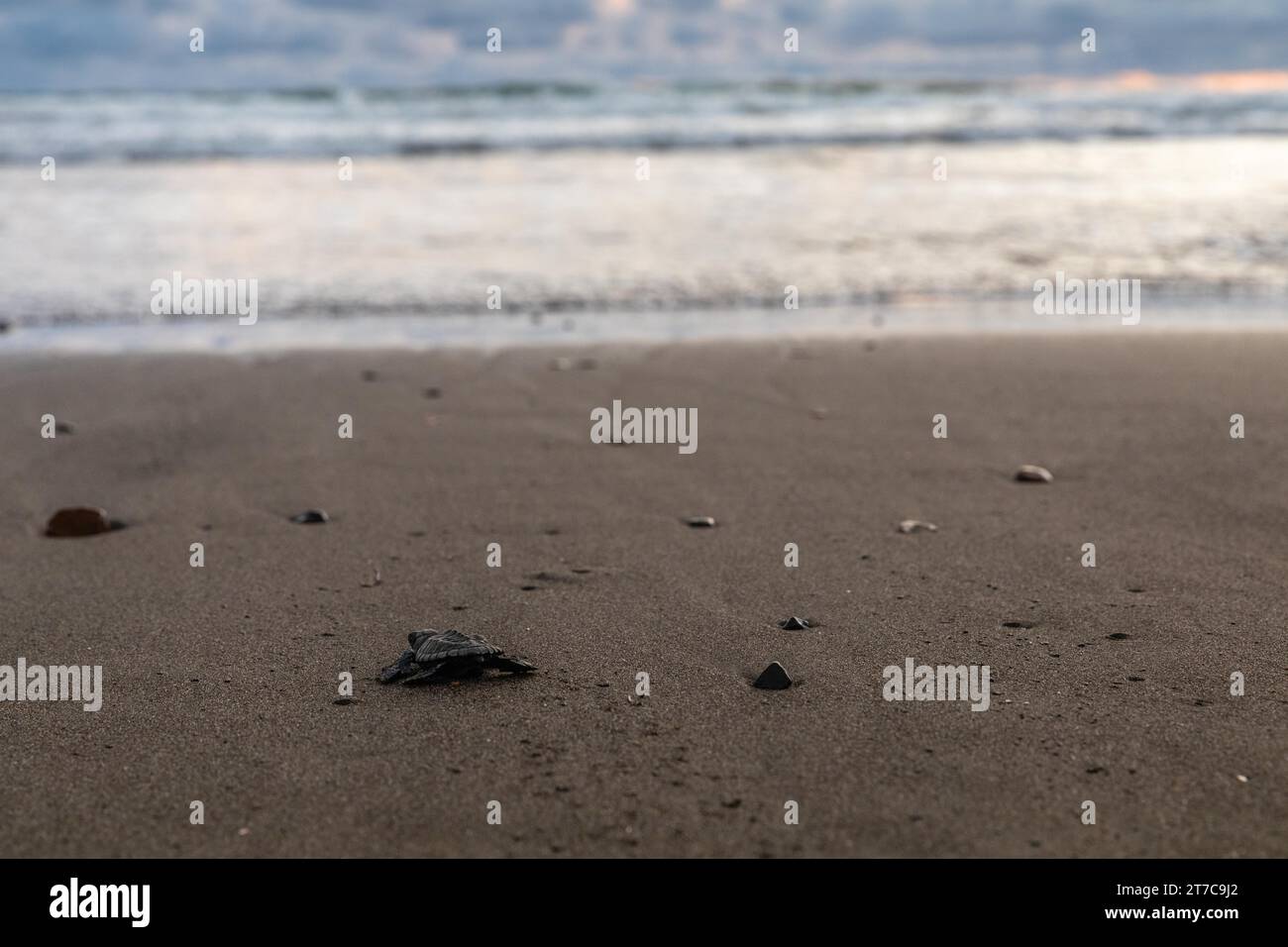 La giovane tartaruga di mare ridley (Lepidochelys olivacea) scorre in acqua dopo la schiusa, Oceano Pacifico, Playa El Almejal, El Valle, Colombia Foto Stock