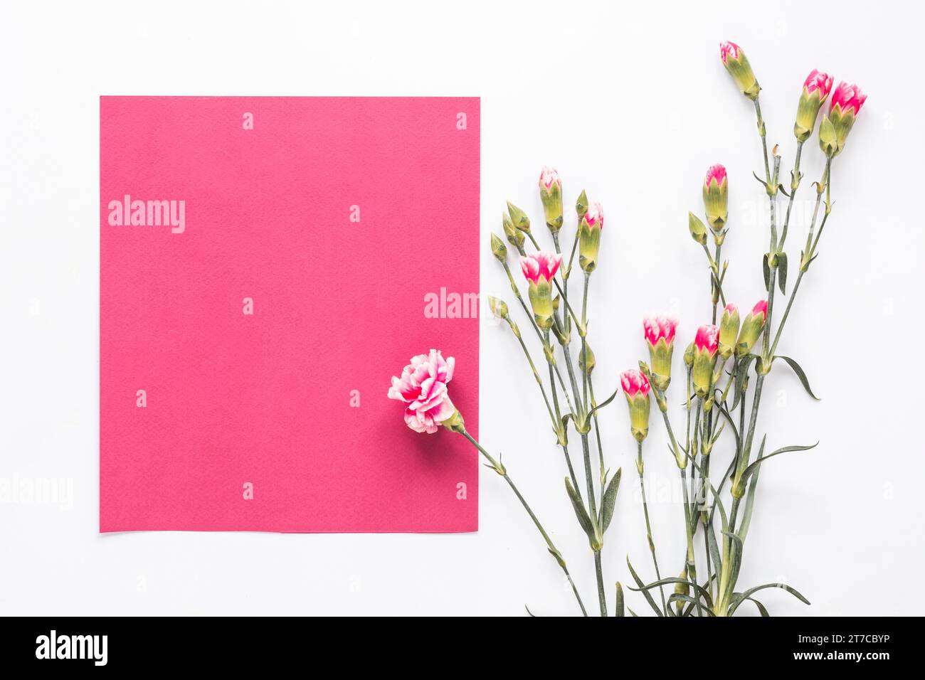 Fiori rosa con tavolo di carta bianca Foto Stock