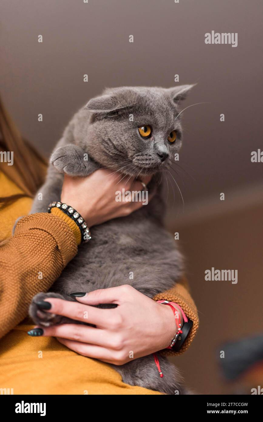 Donna che trasporta un gatto shorthair britannico grigio Foto Stock