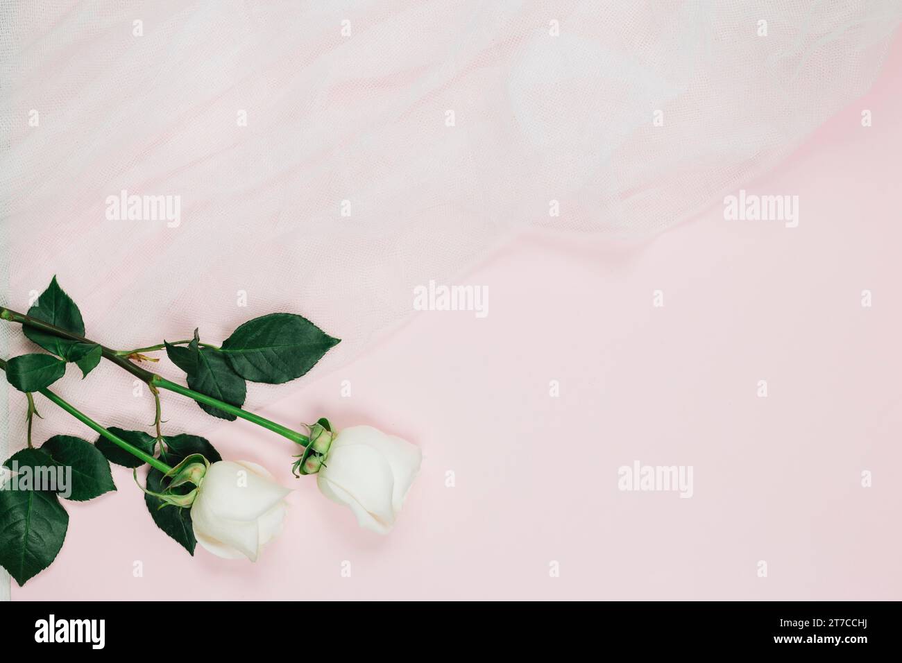 Rose bianche con velo da sposa Foto Stock