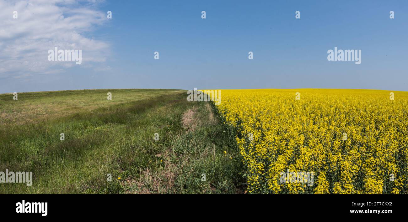 Campi di senape. Foto Stock