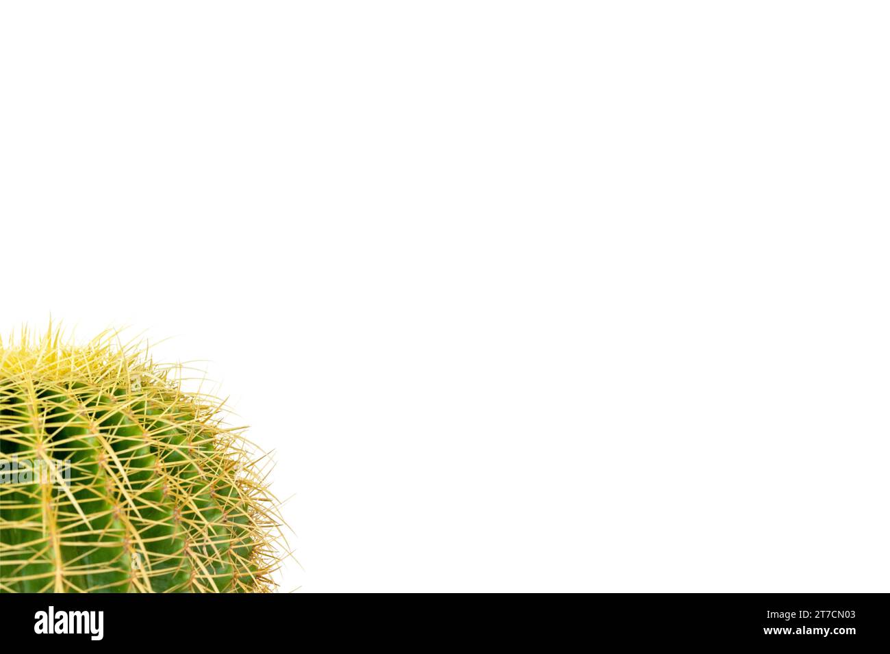 Cactus a palla dorata su sfondo bianco con spazio di copia per il testo Foto Stock