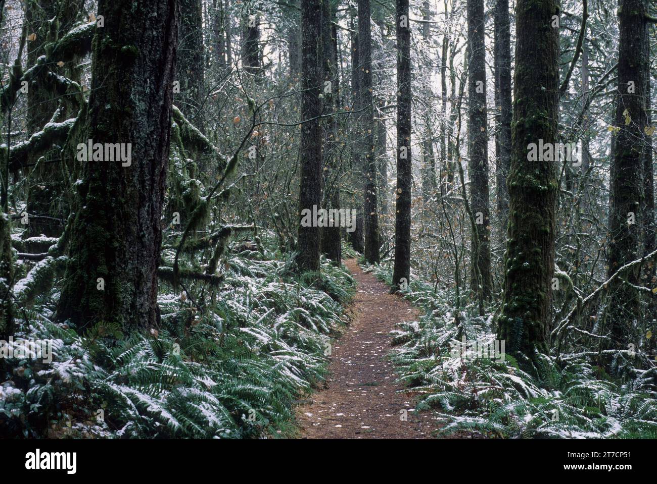 Douglas abete e felce di spada occidentale (Polystichum munitum) sul Trail of Ten Falls, Silver Falls State Park, Oregon Foto Stock