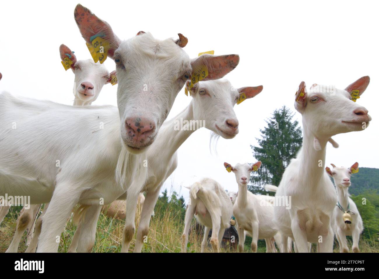 Divertente foto di animali. Molte capre curiose guardano la macchina fotografica durante il viaggio escursionistico. Piccola fattoria di montagna nel parco nazionale del Triglav vicino al lago Bohinj. Foto Stock
