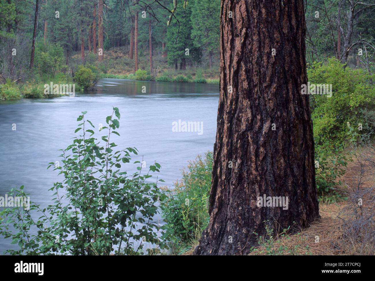 Metolius Wild e Scenic River con pino ponderosa, Deschutes National Forest, Oregon Foto Stock