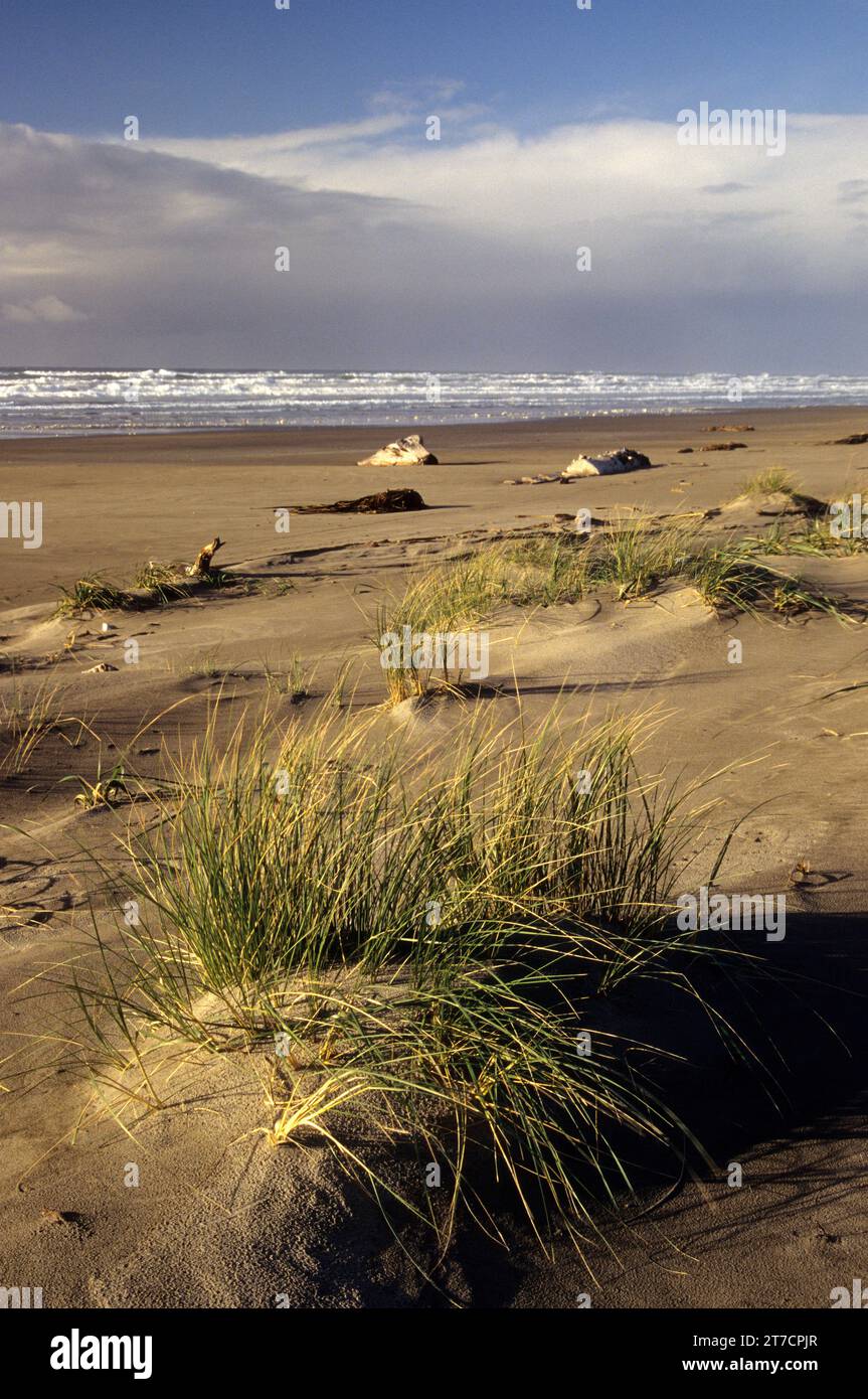 Dune Grass, Whiskey Run Beach, Oregon Foto Stock