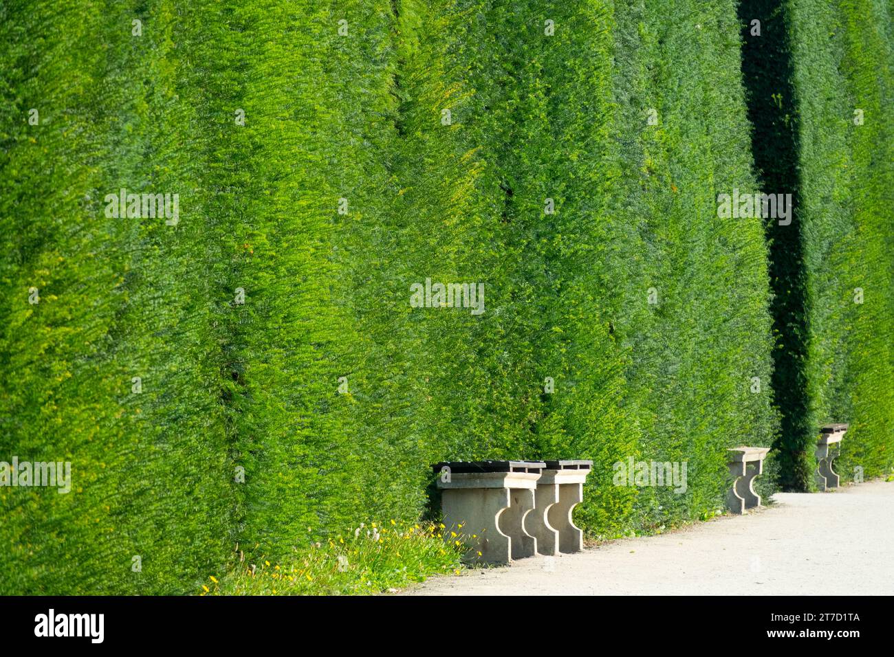 Taxus, siepi, giardino, pianta, bordo, comune Yew, Border, Bench Foto Stock