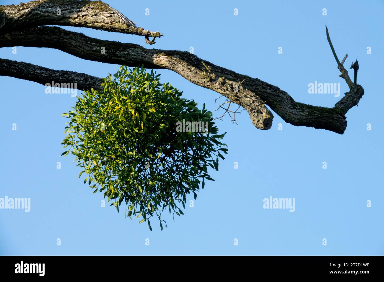 European Mistletoe, Viscum album On Tree Branch Foto Stock