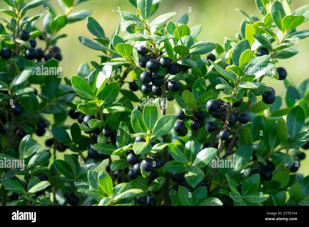 Holly giapponese, bacche, Ilex crenata "Carolina Upright" Foto Stock