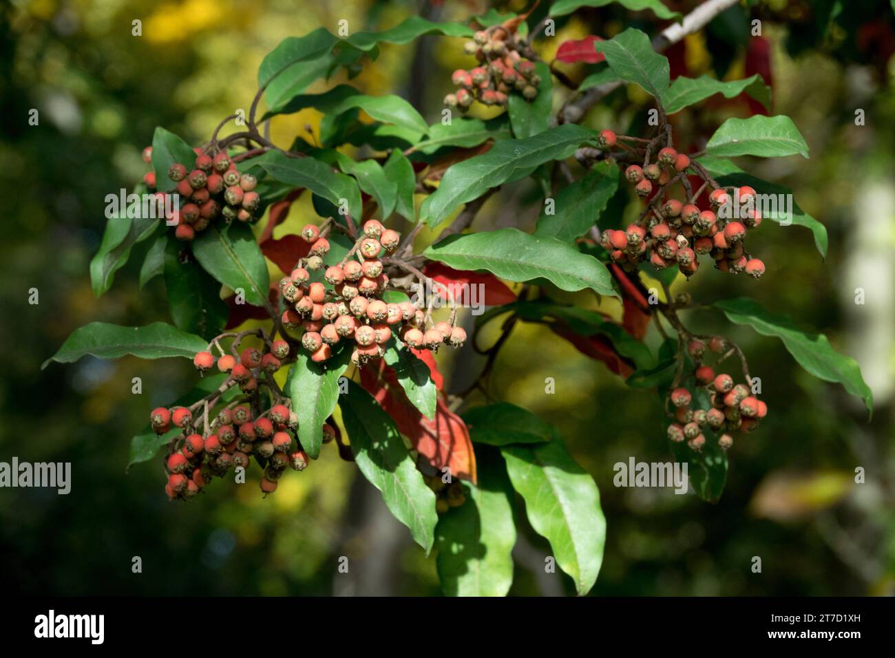 Bacche, ramo, fotinia cinese, Stranvaesia davidiana Foto Stock