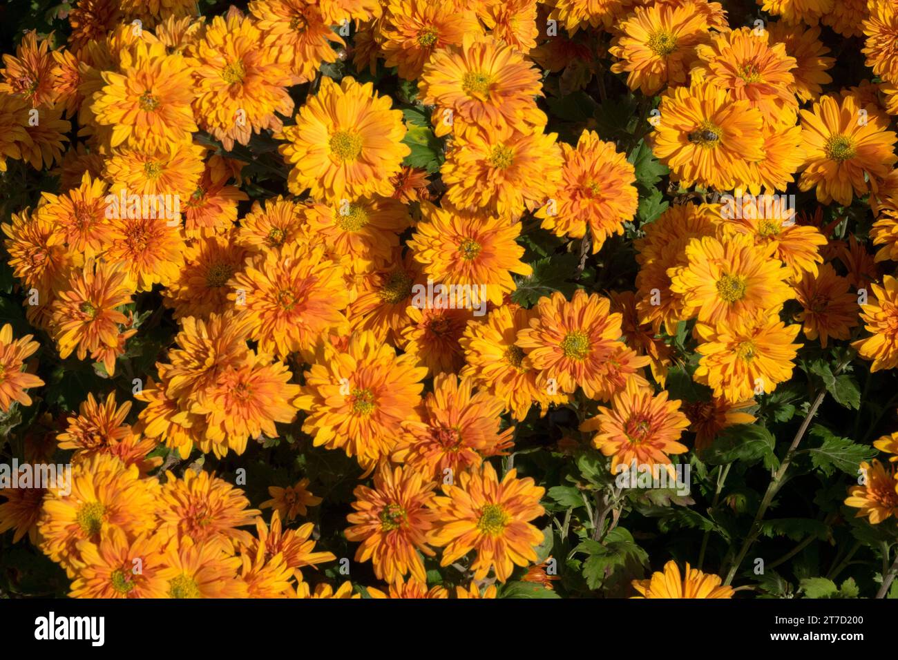 Ottobre, Mamma, Arancio, Fiori, crisantemo, giardino, autunnale, stagione, colore, fioritura, mamme Foto Stock