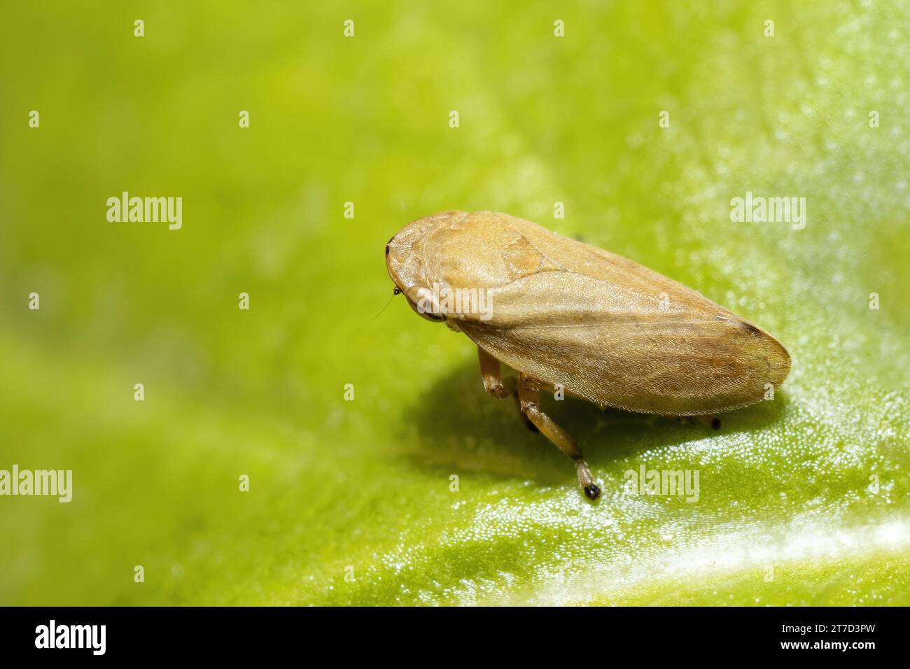 Philaenus spumarius, il rana di prato o la macchia di prato Foto Stock