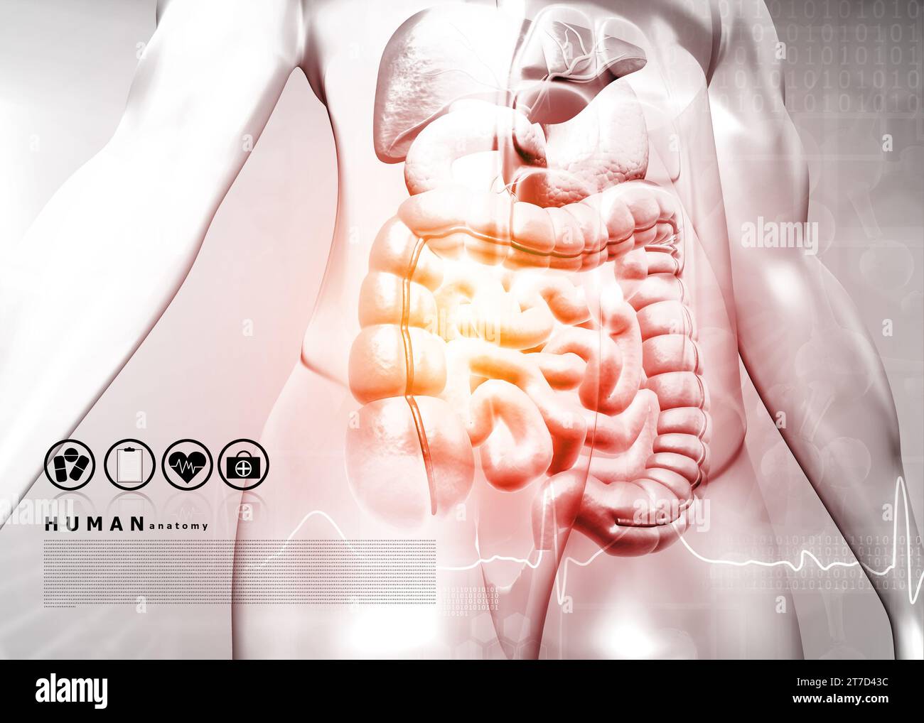 Corpo umano con sistema digestivo su sfondo medico. illustrazione 3d. Foto Stock