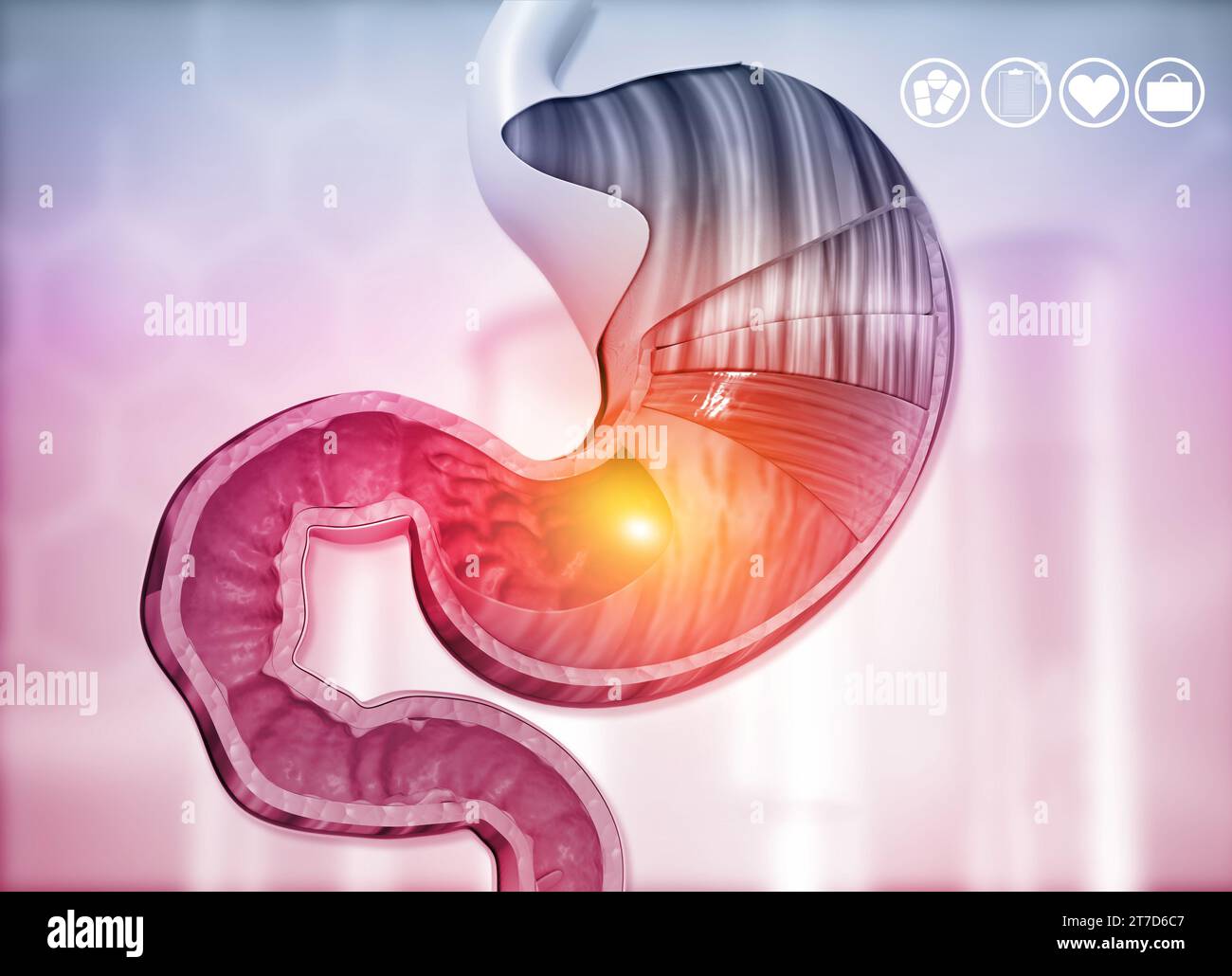 Sezione trasversale del diagramma dello stomaco umano. illustrazione 3d. Foto Stock