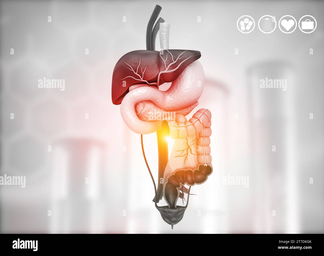 Corpo umano con sistema digestivo su sfondo medico. illustrazione 3d. Foto Stock