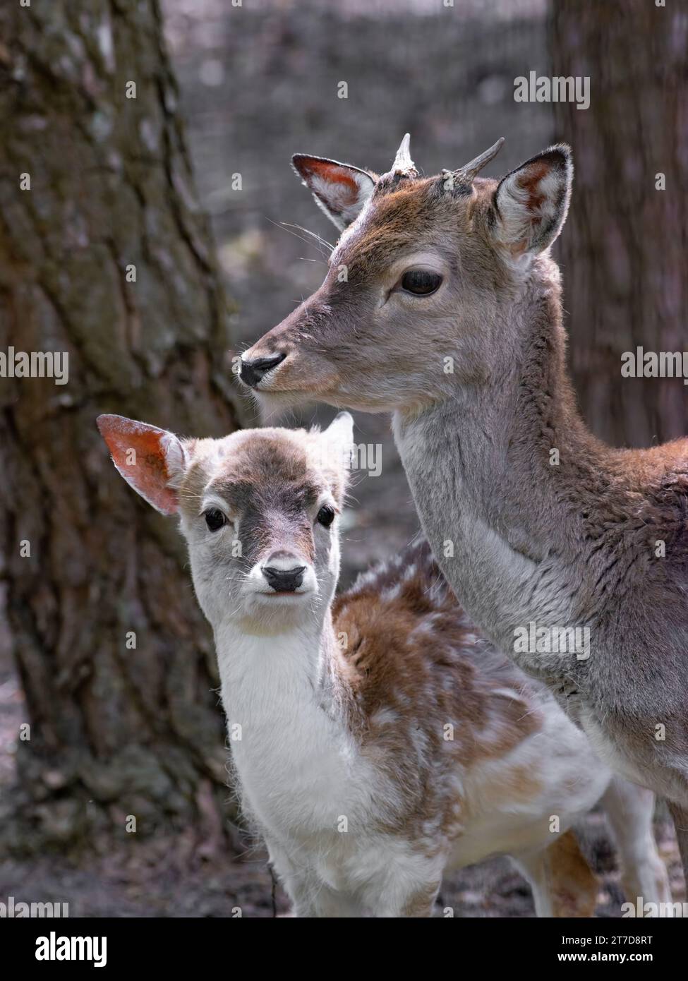 piccoli cervi e caprioli che si stagliano sullo sfondo della foresta Foto Stock