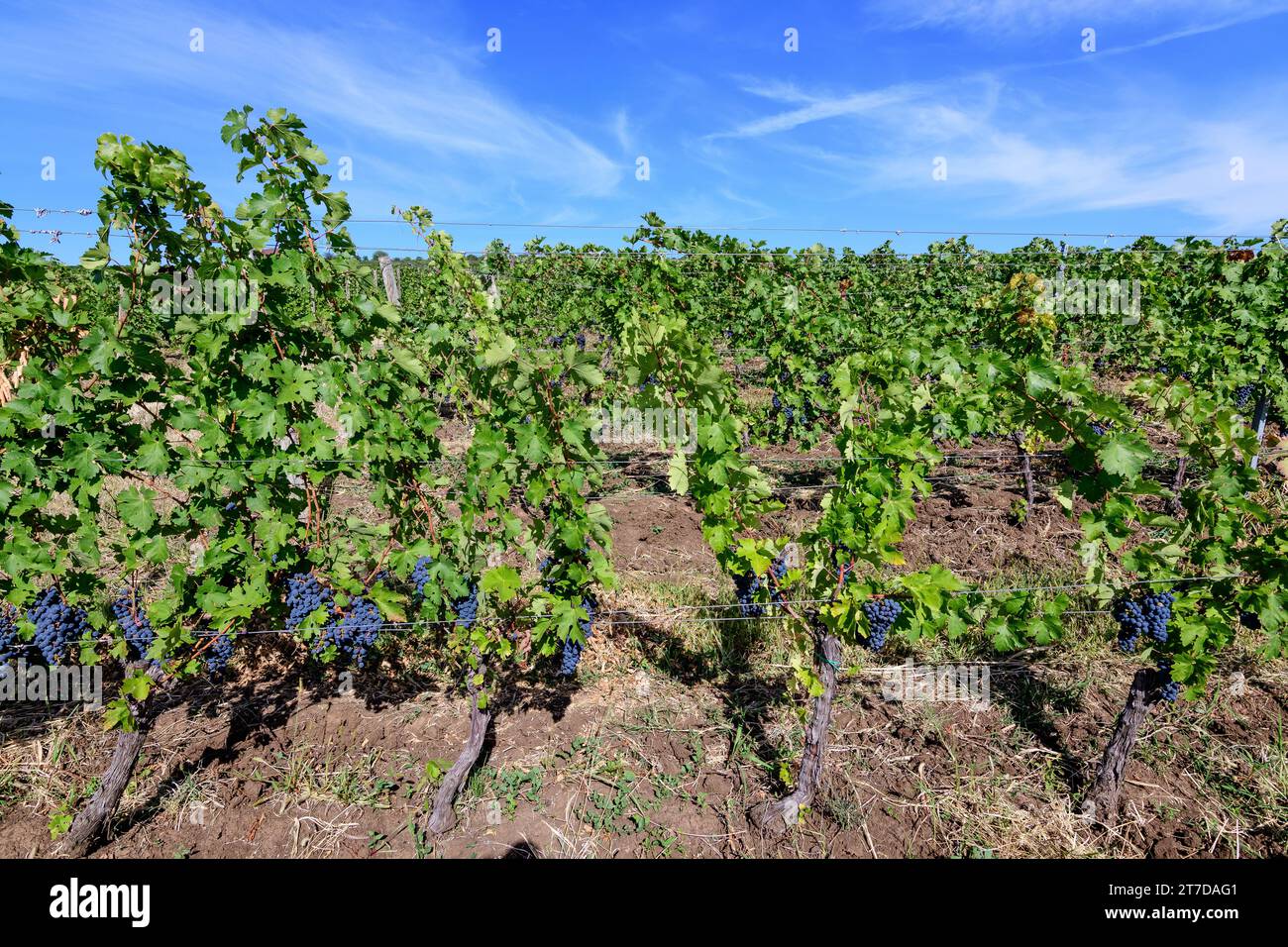 Fila con grandi piante con molte uve biologiche nere scure mature e foglie verdi in vigna in una giornata di sole autunno Foto Stock