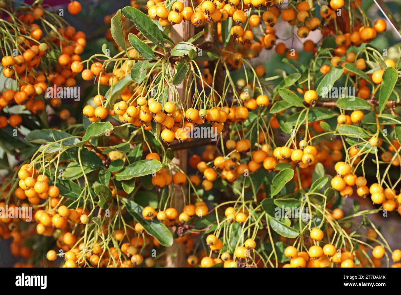 Bacche su Pyracanthus "Orange Glow" Foto Stock