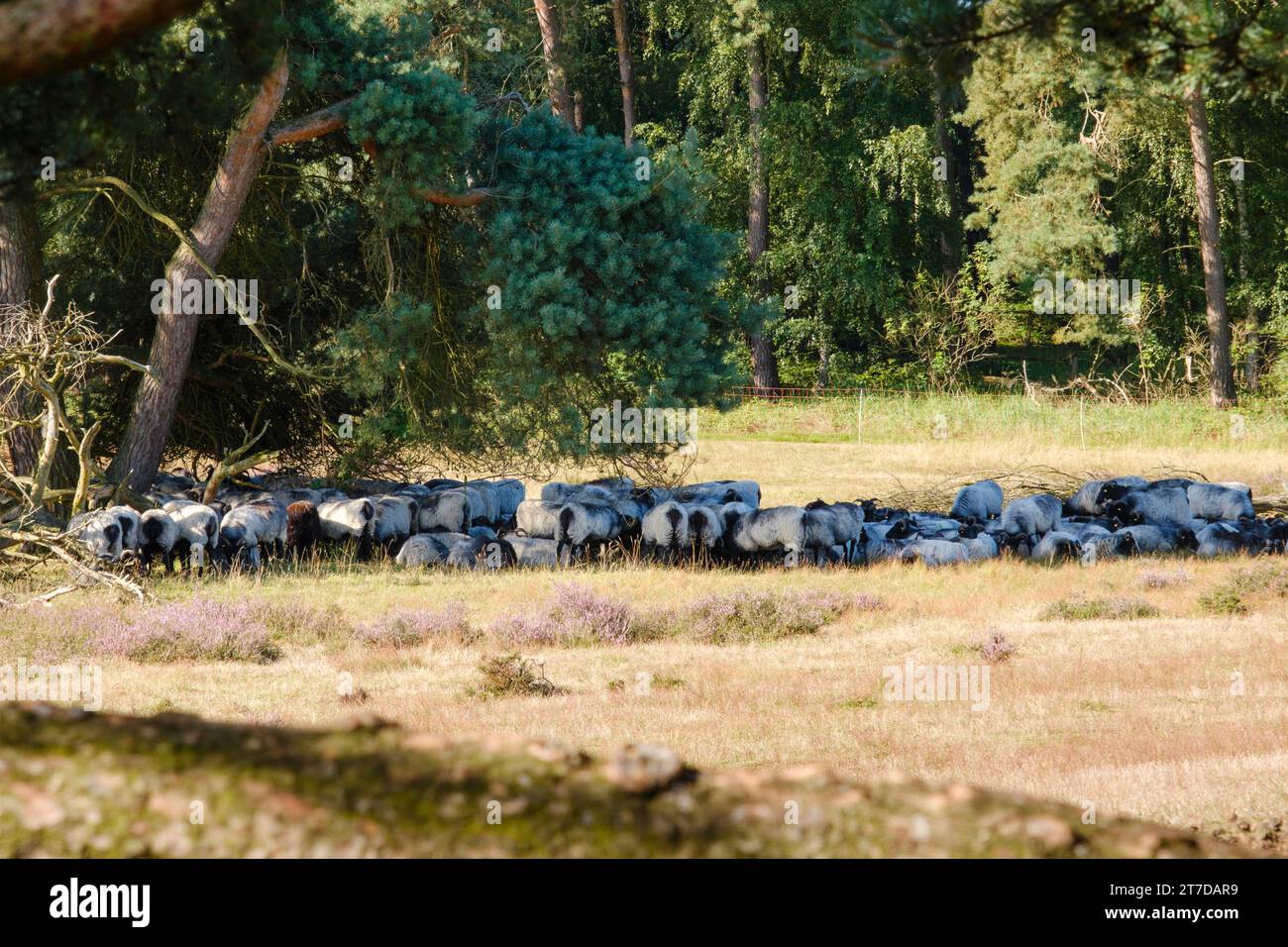 Qualche pecora al Westruper Heide Foto Stock