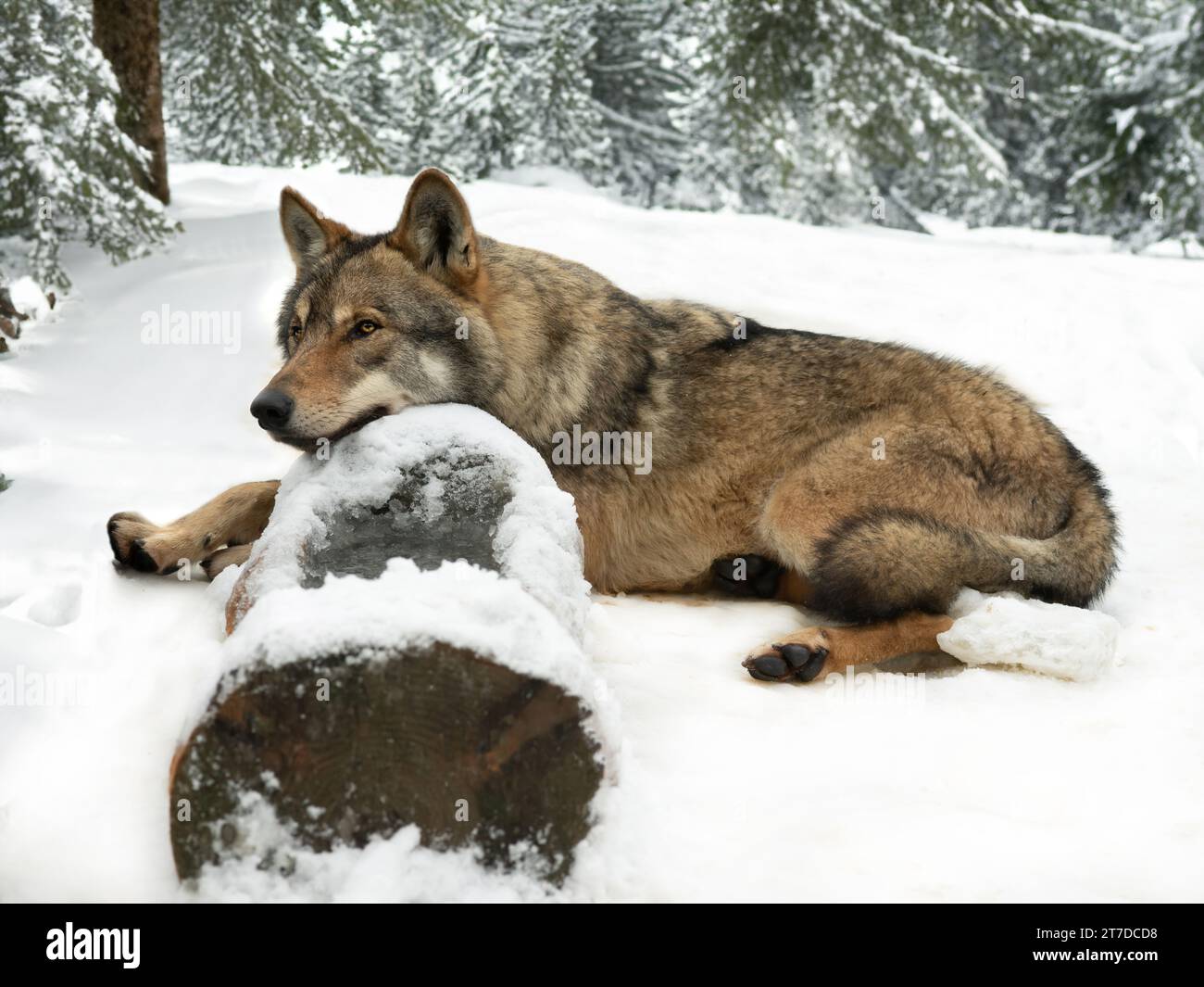 un lupo sognante che giace su un tronco nella foresta in inverno Foto Stock