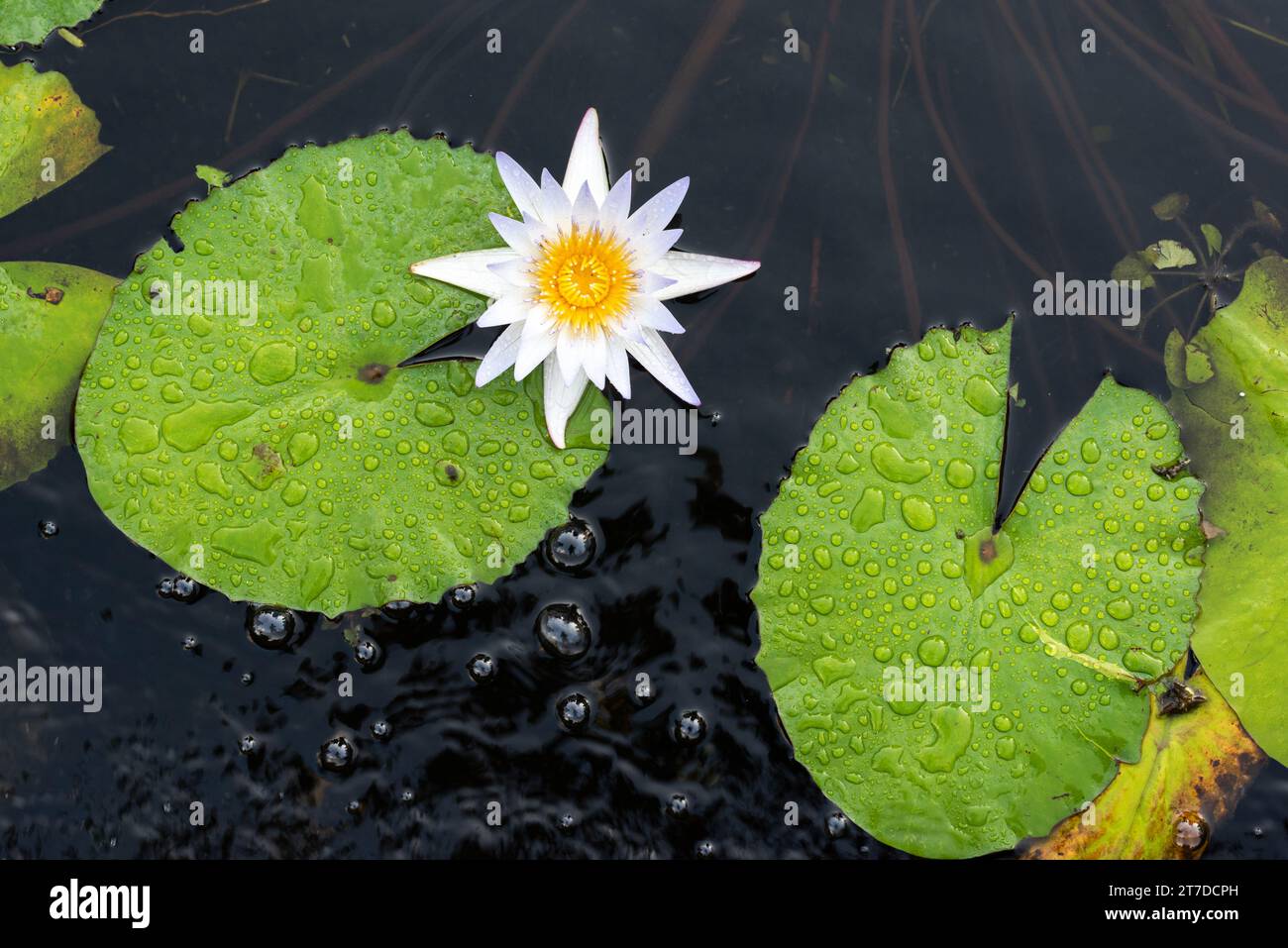 Vista dall'alto di un fiore di ninfee bianco che fiorisce in un piccolo laghetto e circondato da ninfee bagnate. Foto Stock Vista dall'alto di un fiore di ninfee bianco che fiorisce in un piccolo laghetto e circondato da ninfee bagnate. Foto Stock