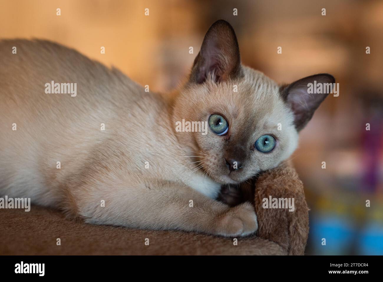 Gattino tonkinese puro con occhi acquamarina. Foto Stock