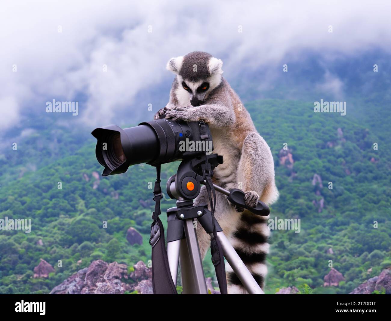 il fotografo lemur scatta con una macchina fotografica in montagna seduto su una macchina fotografica con un treppiede Foto Stock