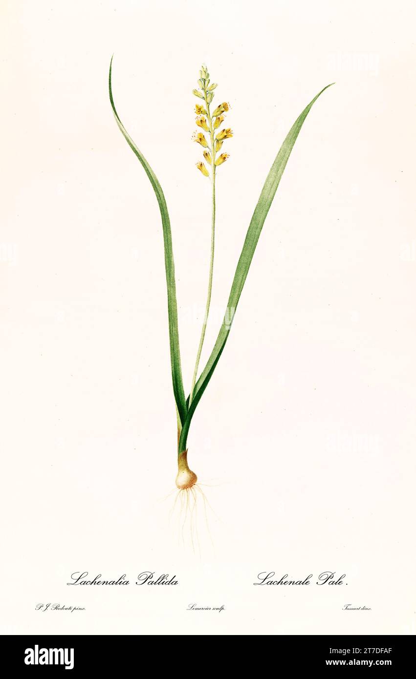 Vecchia illustrazione del delicato Cape Cowslip (Lachenalia pallida). Les Liliacées, di P. J. Redouté. Imp. Didot Jeune, Parigi, 1805 - 1816 Foto Stock