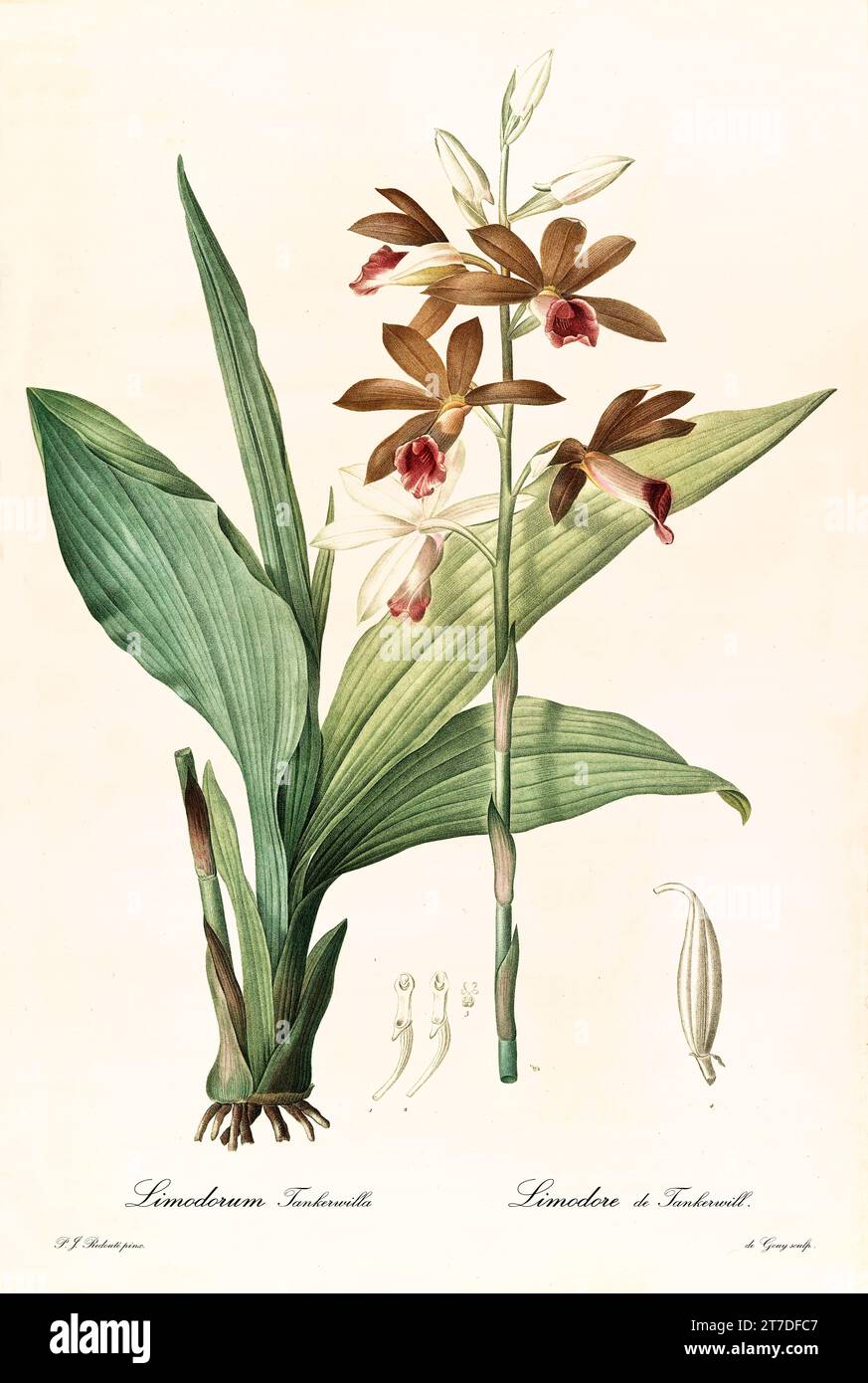 Vecchia illustrazione della grande Orchidea della palude (Phaius tankervilleae). Les Liliacées, di P. J. Redouté. Imp. Didot Jeune, Parigi, 1805 - 1816 Foto Stock