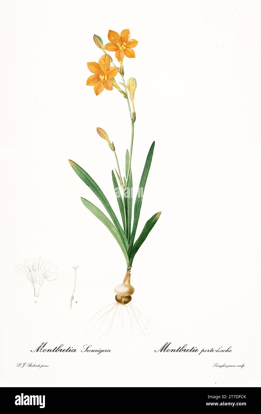 Vecchia illustrazione del giglio di Montbretia (Crocosmia crocosmiiflora). Les Liliacées, di P. J. Redouté. Imp. Didot Jeune, Parigi, 1805 - 1816 Foto Stock