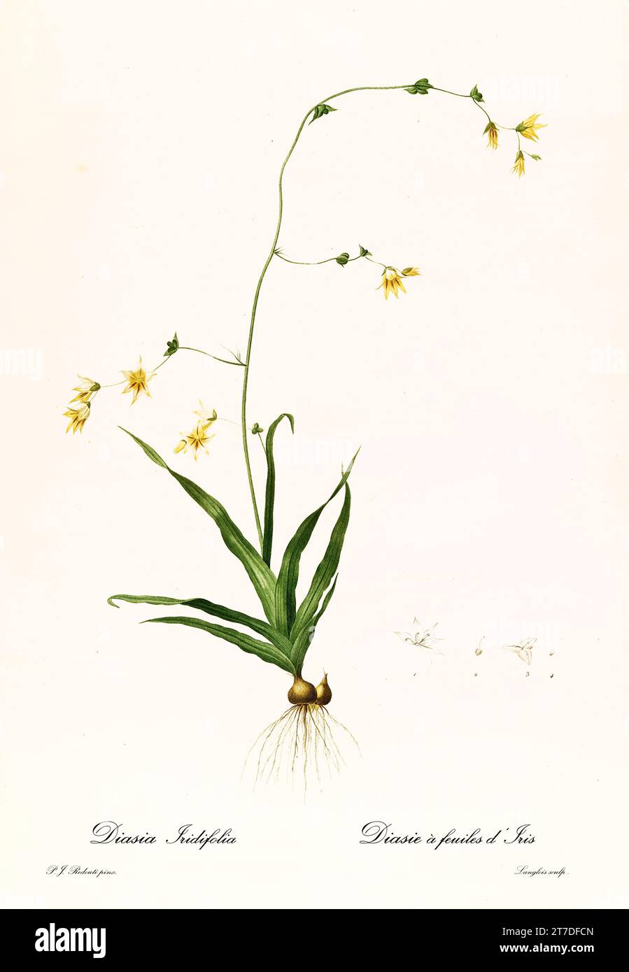 Vecchia illustrazione di Melaspherula (Melaspherula ramosa). Les Liliacées, di P. J. Redouté. Imp. Didot Jeune, Parigi, 1805 - 1816 Foto Stock