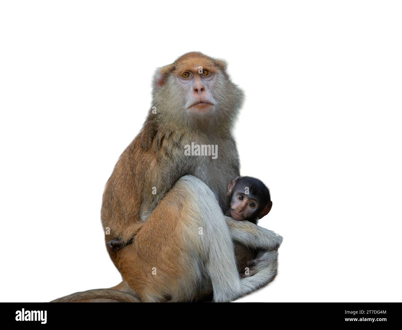 scimmia madre (cercopithecus patas) e bambino piccolo isolato su sfondo bianco Foto Stock