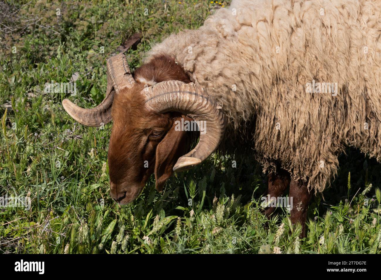 Una pecora pascolava in un campo di erbacce in Israele, mostrando due corni maturi che sono kosher o adatti ad essere usati come shofar per le tradizioni rituali ebraiche. Foto Stock