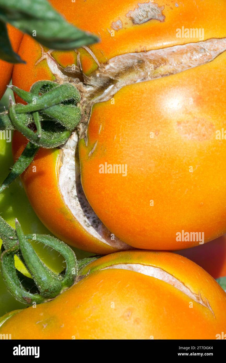 Solanum lycopersicum, pomodoro screpolato Foto Stock