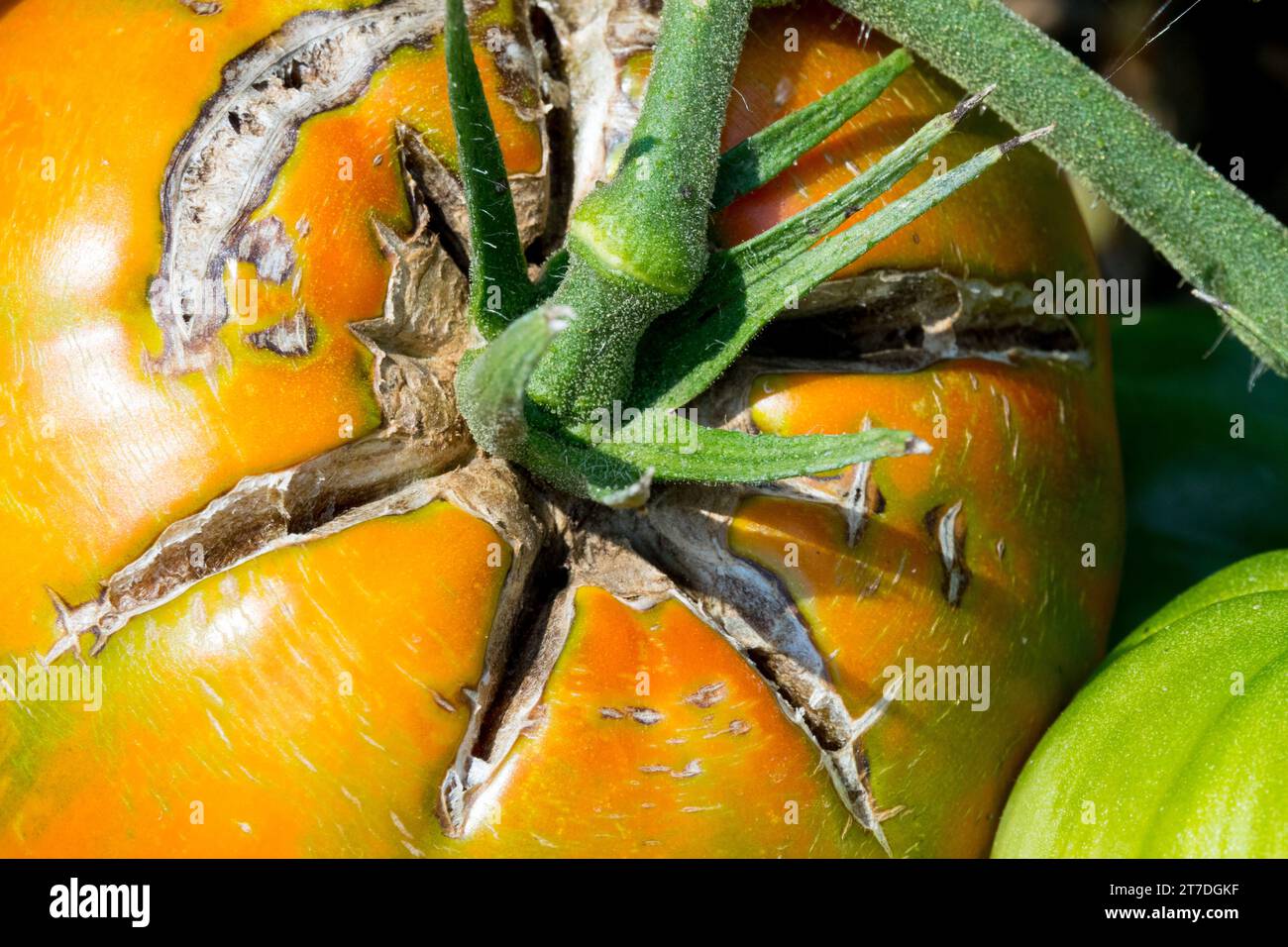 Solanum lycopersicum, rompere il pomodoro, la frutta, primo piano Foto Stock