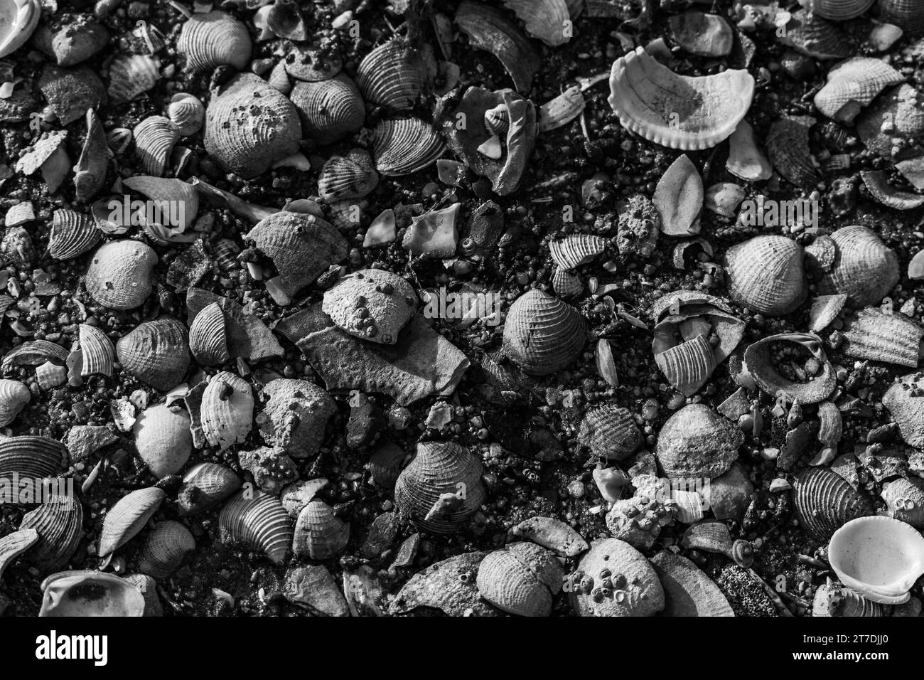 Una vista dall'alto delle conchiglie sulla spiaggia in scala di grigi Foto Stock