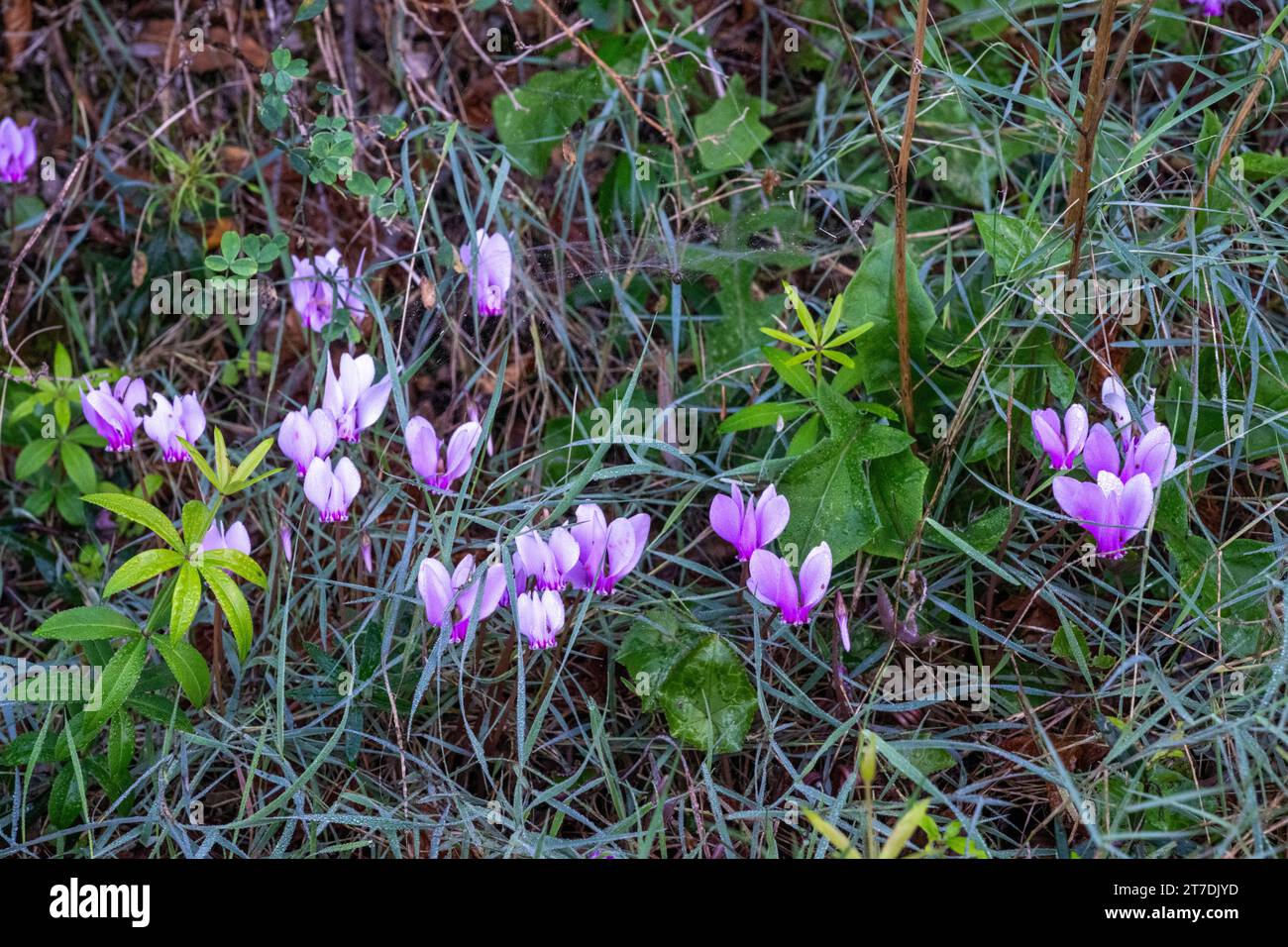 Bellissime e delicate piante rosa di ciclamini selvatici a Corfù, Grecia Foto Stock