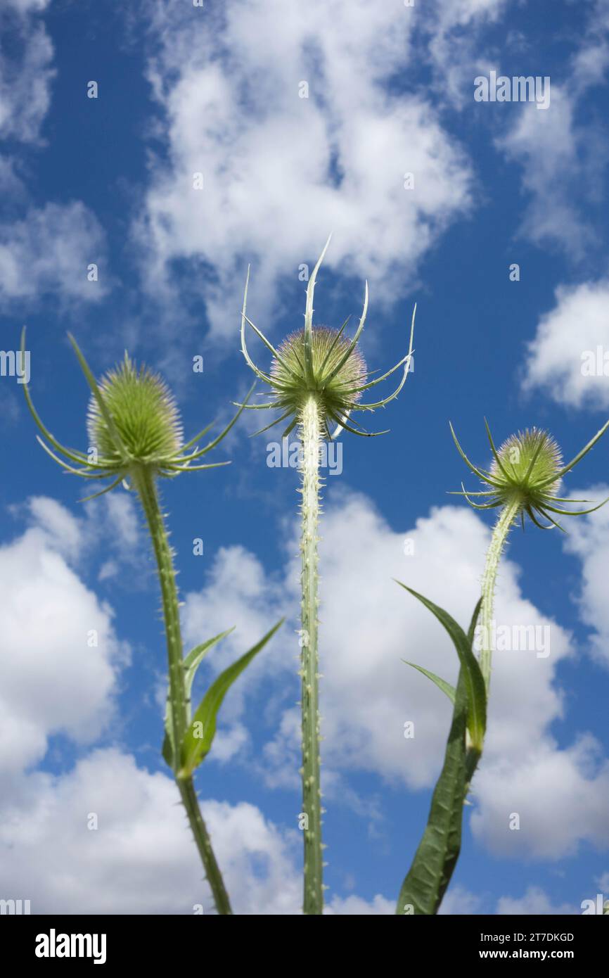 Teasel (Dipsacuc fullonum) contro cielo blu con nuvole, Herefordfordshire UK. Luglio 2020 Foto Stock