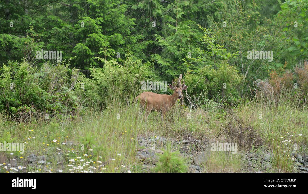 Cervo nel selvaggio del Canada Foto Stock