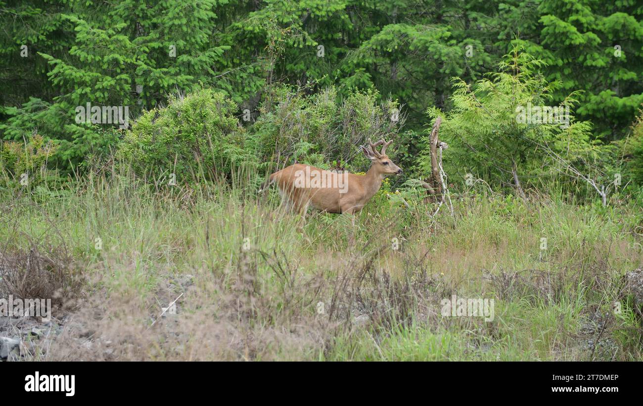 Cervo nel selvaggio del Canada Foto Stock