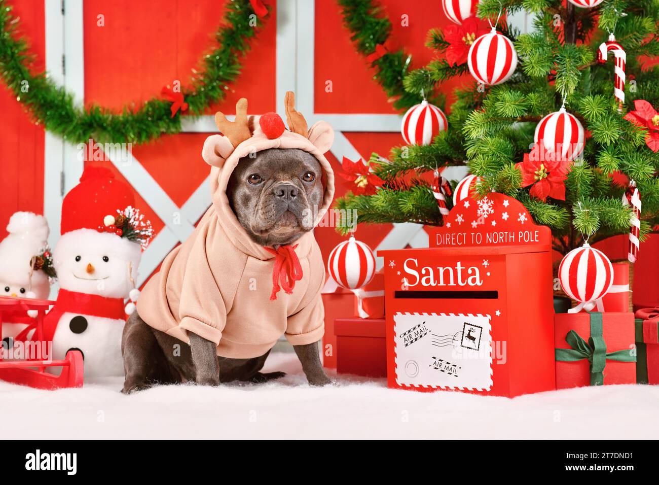 Grazioso cane Bulldog francese che indossa un maglione in costume da renna tra le decorazioni natalizie stagionali Foto Stock