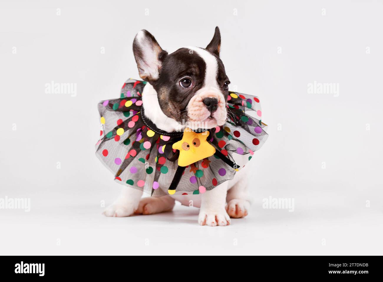 Cucciolo di cane Bulldog francese Pied con colletto in pizzo su sfondo bianco Foto Stock