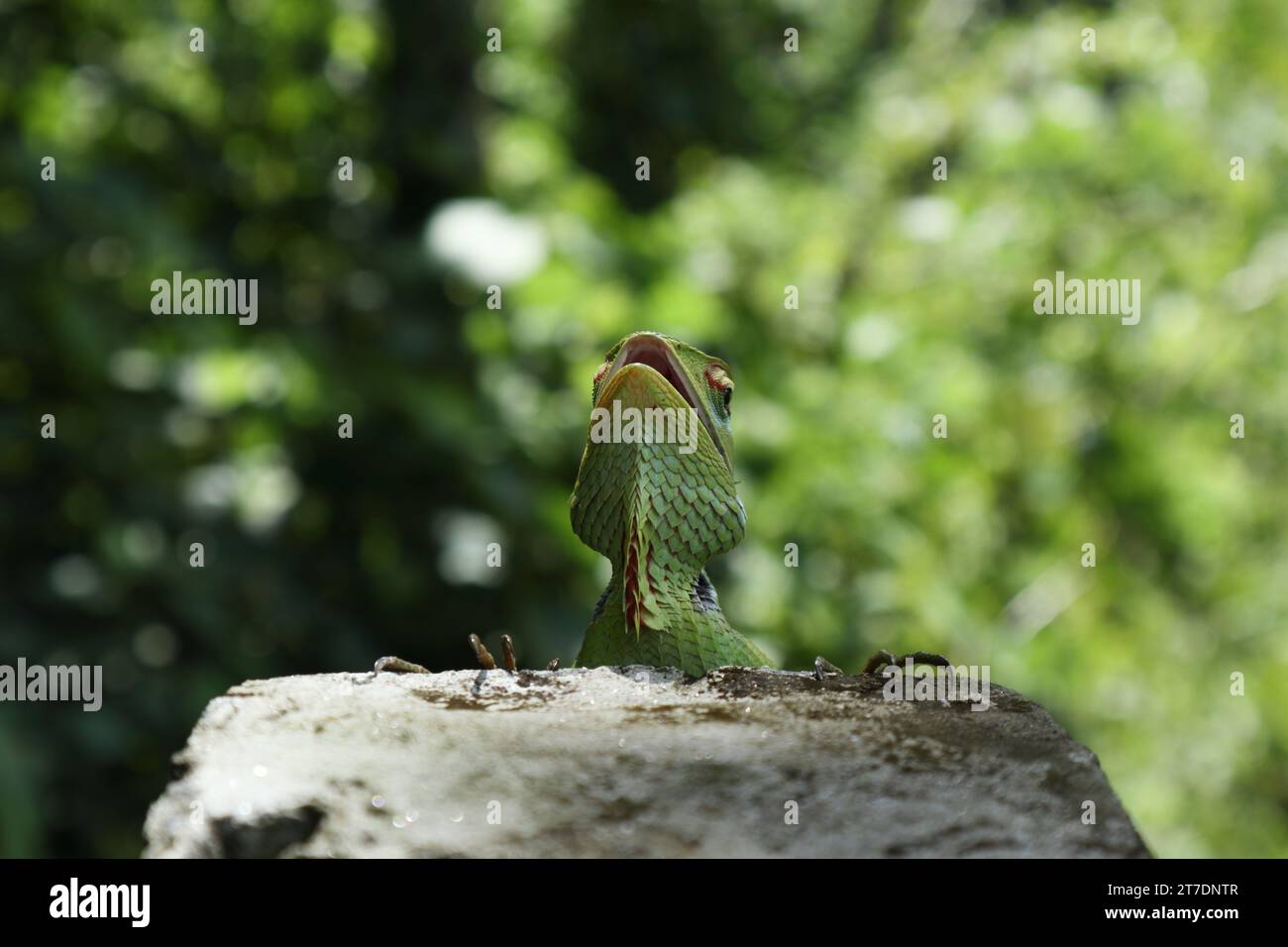 Nella stagione riproduttiva, una lucertola verde della foresta (Calotes Calotes) mostra le sue intenzioni verso una lucertola femminile guardando in alto e aprendo la bocca. W Foto Stock