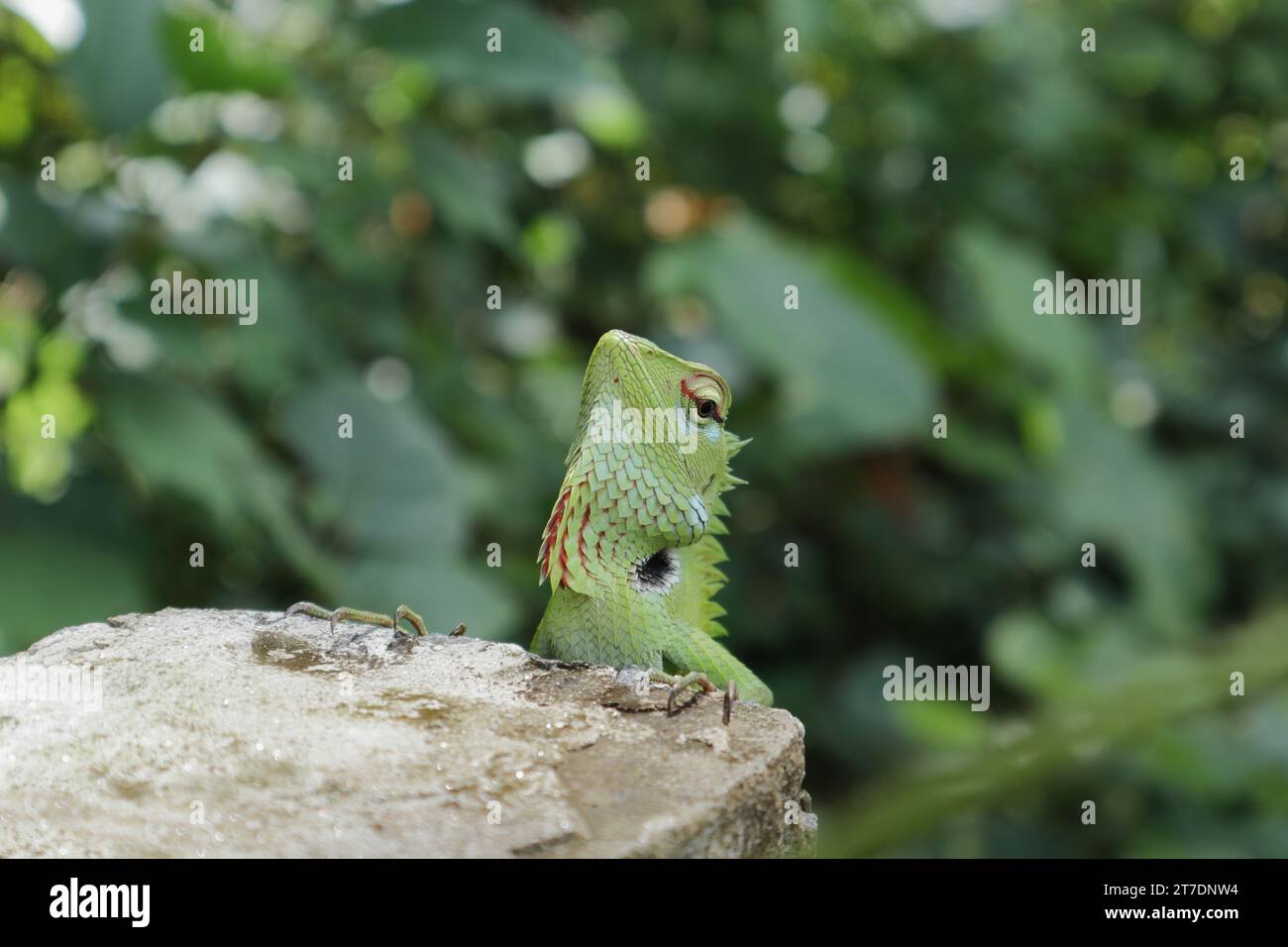 Una vista della testa rialzata di una lucertola verde, che rivela la sua texture di guancia e spalle. Si tratta di una lucertola verde comune maschile (Calotes Calotes) Foto Stock